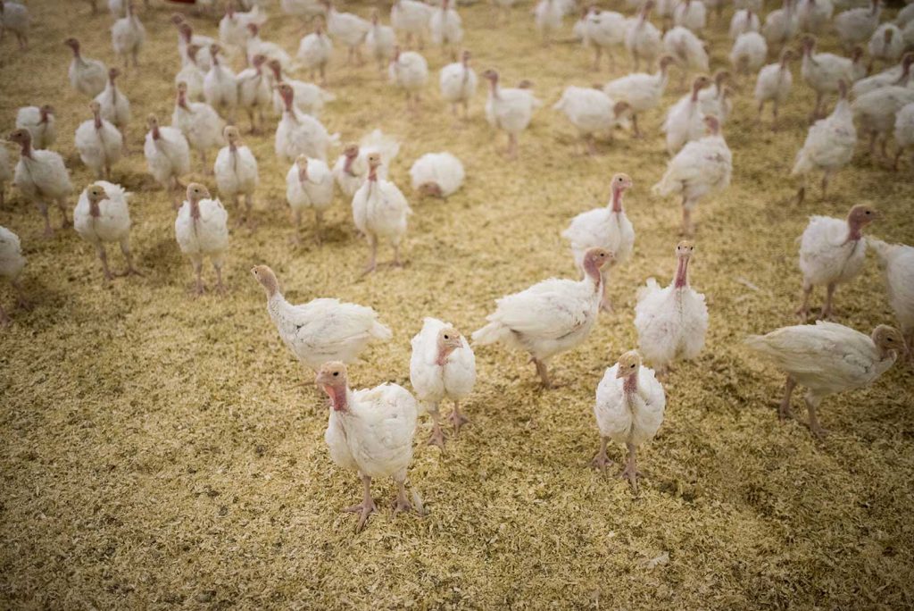 Turkey Farm Ospel boeren van Nederweert
