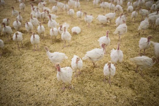 Turkey Farm Ospel boeren van Nederweert